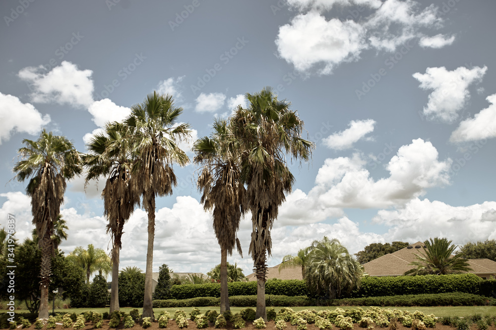 palm trees and blue sky
