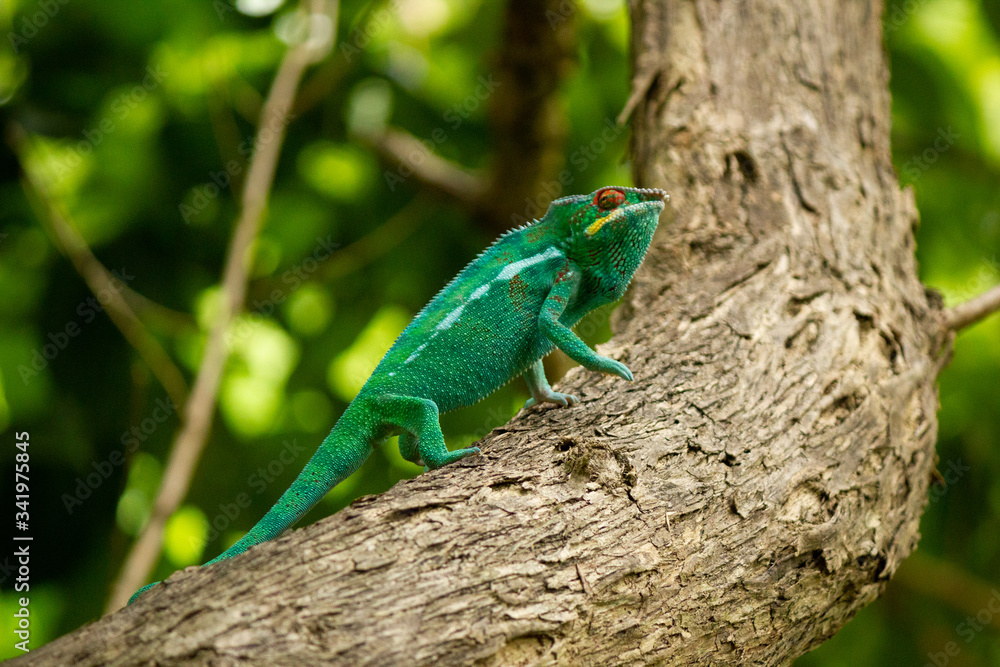 chameleon on a branch, reunion island