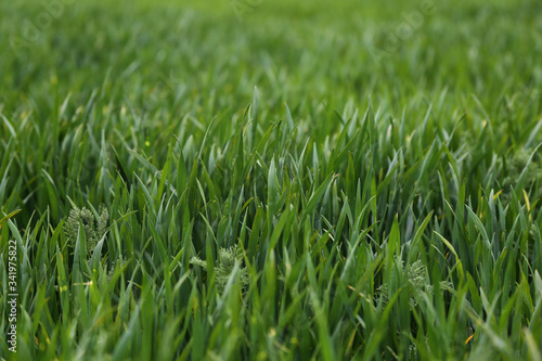 green grass in spring