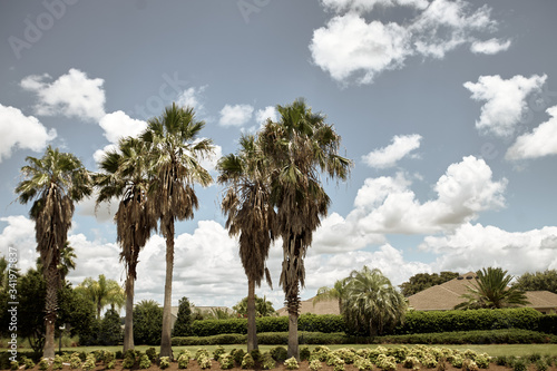 Obraz na płótnie palm trees and blue sky w salonie