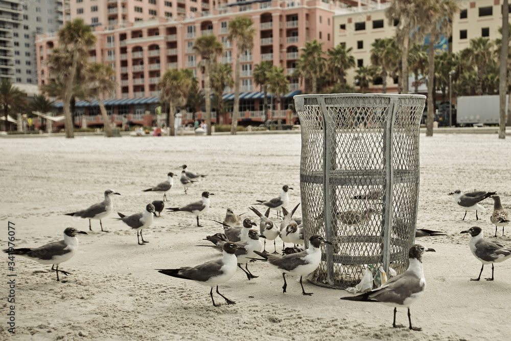 Seagulls at the beach