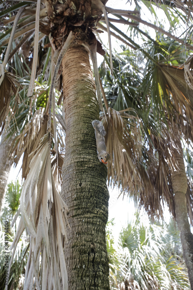 squirrel eating food on a palm tree