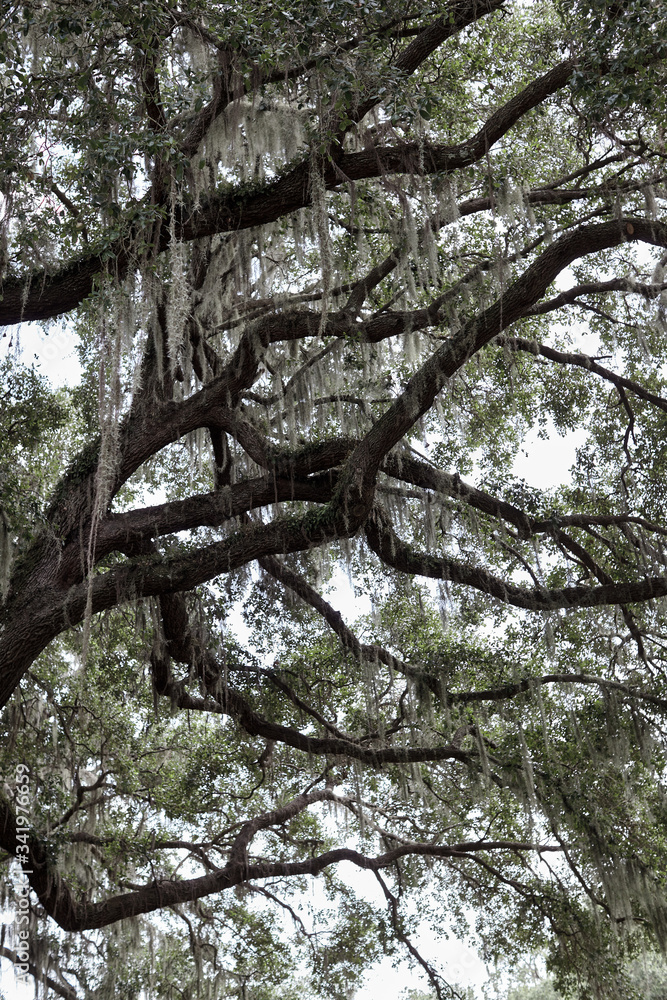 tree with spanish moss