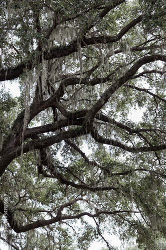Obraz na płótnie tree with spanish moss w salonie