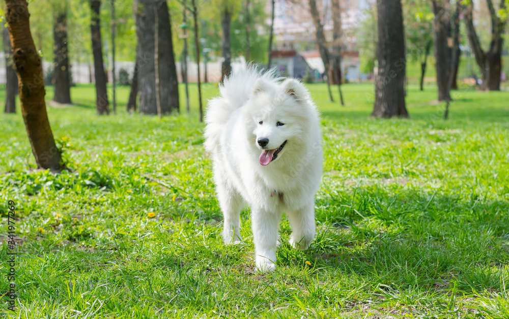White dog breed Samoyed runs through the park on the grass