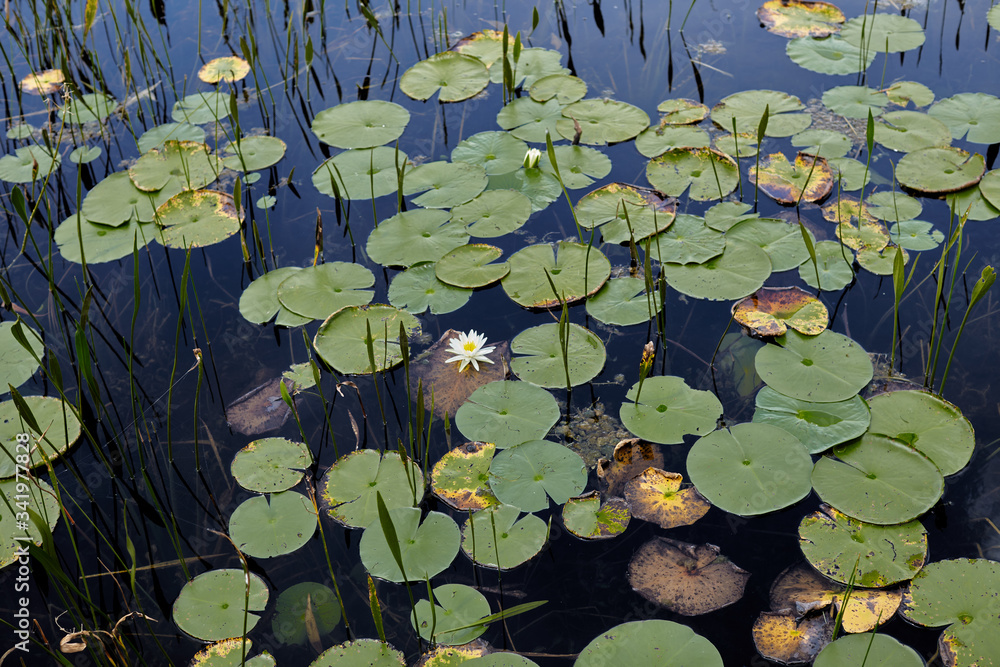 Water lilies