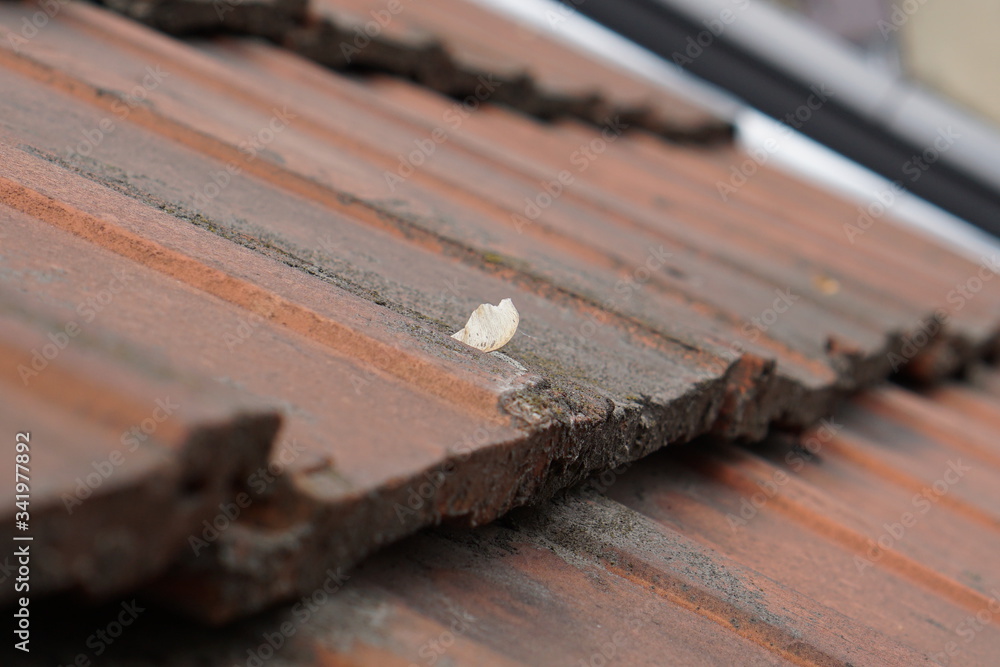 Old roof and leaf Old roof and leaf