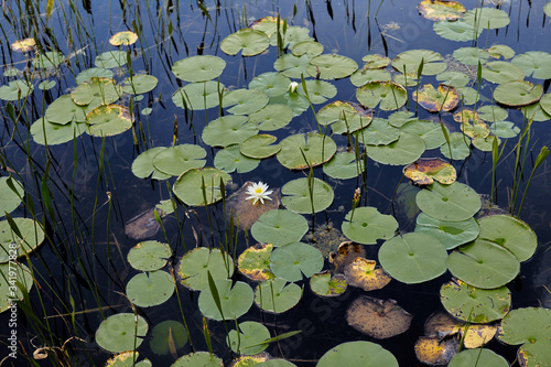 Obraz na płótnie Water lilies w salonie