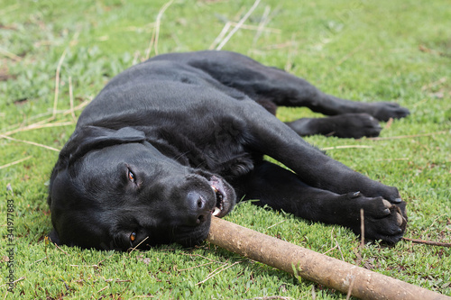black Labrador playing with a stick on the lawn