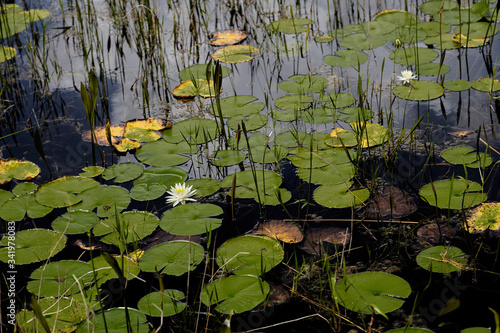 Water lilies