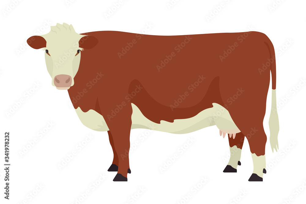 Hereford cow British breed of beef cattle Flat vector illustration Isolated object on white background Hereford cow British breed of beef cattle Flat vector illustration Isolated object on white background