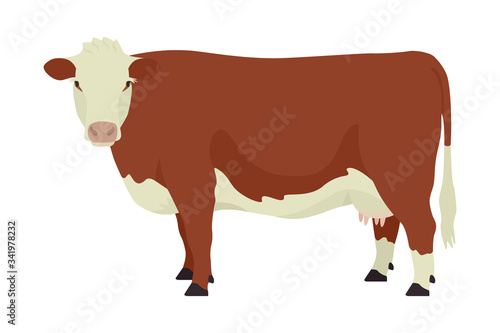 Hereford cow British breed of beef cattle Flat vector illustration Isolated object on white background
