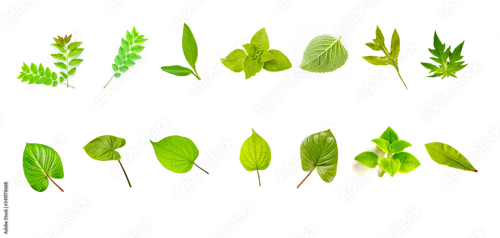Many kinds of fresh green leaf image combination on white isolated for backgrounds. Many kinds of fresh green leaf image combination on white isolated for backgrounds.