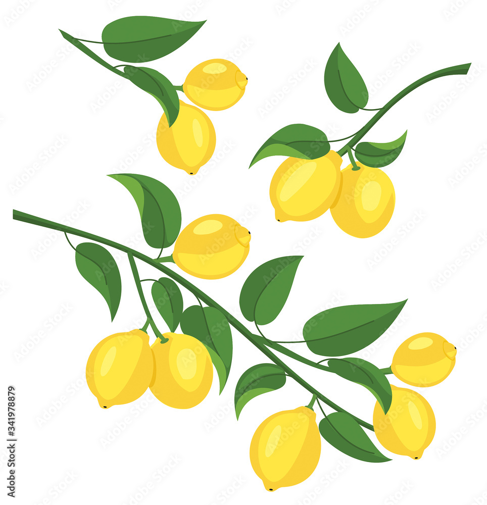 Lemon branch isolated on white background. Vector illustration.