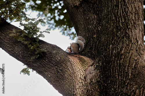 Obraz na płótnie squirrel eating food on a tree w salonie
