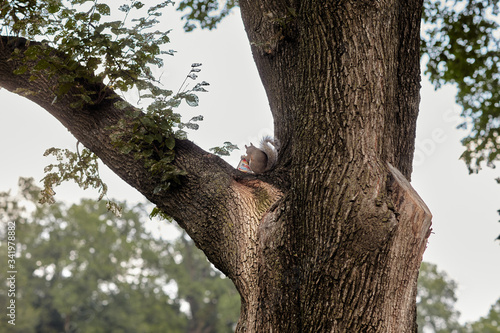 Obraz na płótnie squirrel eating food on a tree w salonie