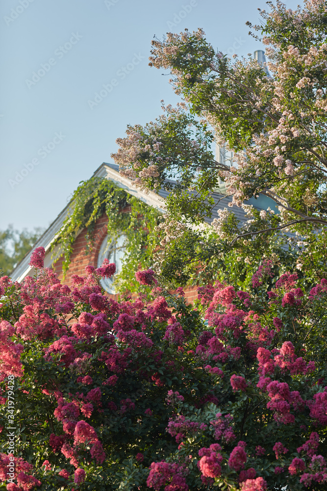 flowers in the garden