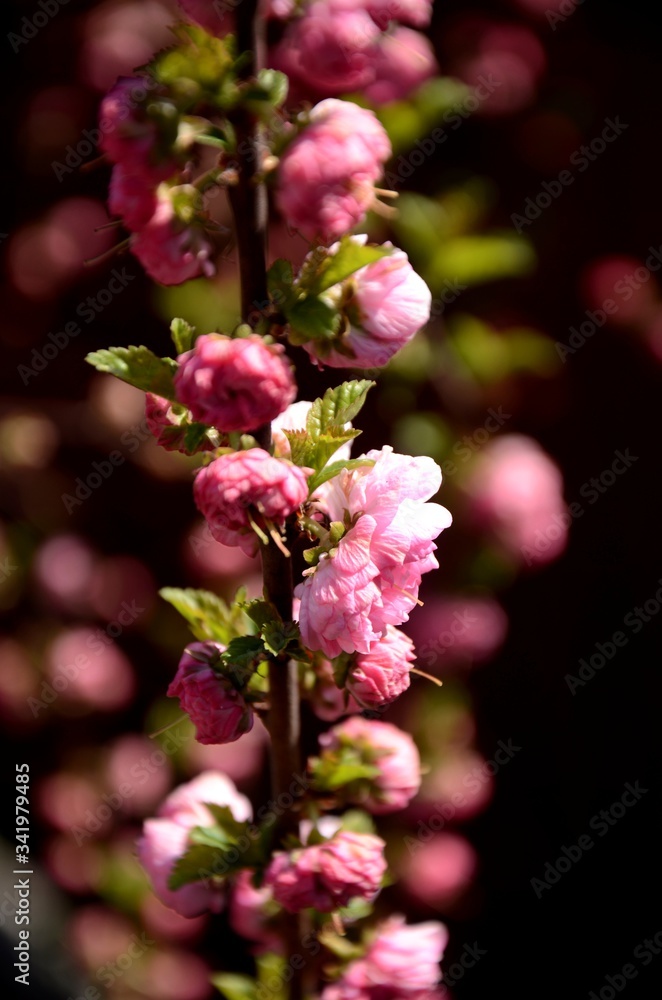 close up of inflorescence curly ornamental pink almond blossom on one branch growing in the garden. beautiful small pink flowers, floral background close up of inflorescence curly ornamental pink almond blossom on one branch growing in the garden. beautiful small pink flowers, floral background