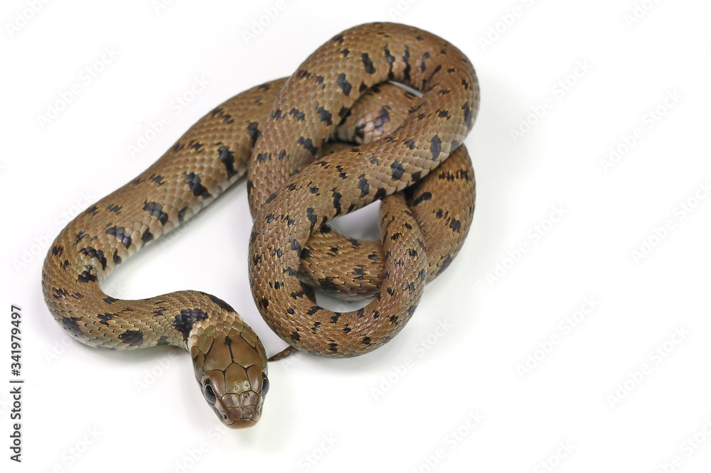 Naklejka premium crawling snake isolated on a white background