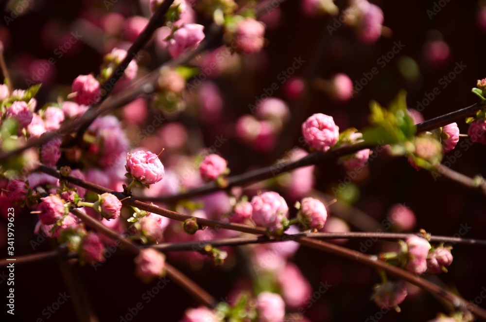 Close up of curly ornamental pink almond blossom on a branch growing in the garden. beautiful small pink flowers, floral background Close up of curly ornamental pink almond blossom on a branch growing in the garden. beautiful small pink flowers, floral background