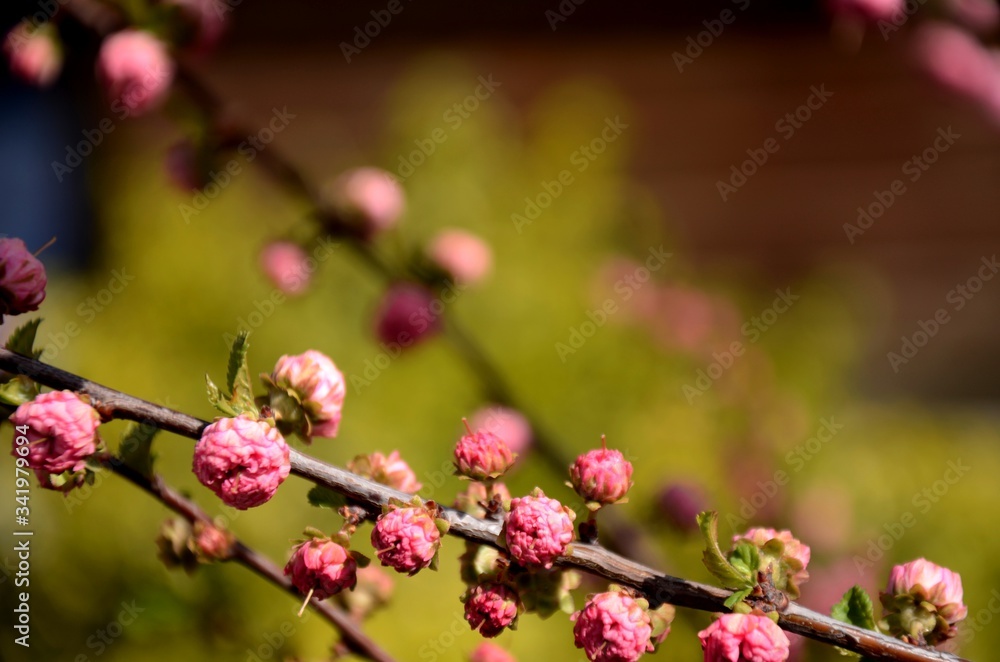Close up of curly ornamental pink almond blossom on a branch growing in the garden. beautiful small pink flowers, floral background Close up of curly ornamental pink almond blossom on a branch growing in the garden. beautiful small pink flowers, floral background