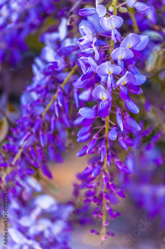 purple panicle tree is locally plant of japan  wisteria grown in   stanbul