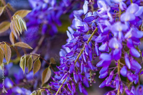 purple panicle tree is locally plant of japan  wisteria grown in   stanbul
