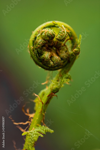 Close up wild young sprout of fern on green background, macro