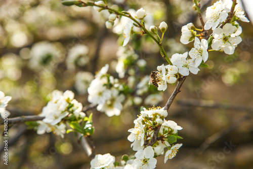 Flowering cherry branch