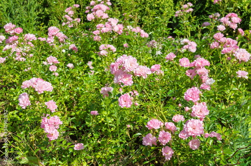 Luxuriantly blooming low-growing pink roses photo