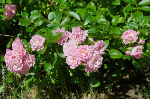 Pink shrub roses in bloom in the summer garden photo