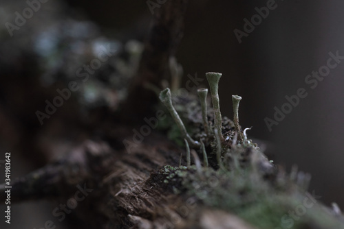 Photos Macrophotography. Moss and lichen.