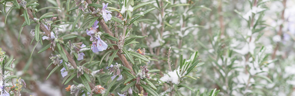 Panoramic blooming purple rosemary flower under freezing snow blanket near Dallas, Texas, USA Panoramic blooming purple rosemary flower under freezing snow blanket near Dallas, Texas, USA