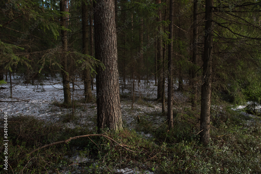 Taiga forest on a sunny spring day. Taiga forest on a sunny spring day.