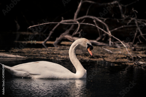 Fototapeta Naklejka Na Ścianę i Meble -  swan swims in the lake