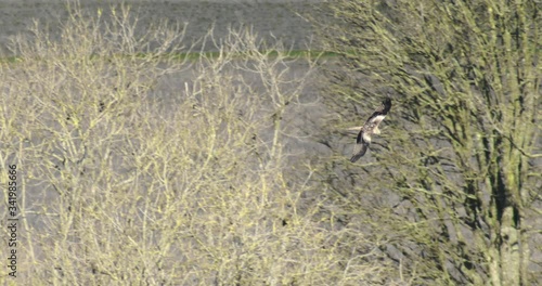 Bird of prey flying near bare trees, Cranborne Chase, Wiltshire, UK photo