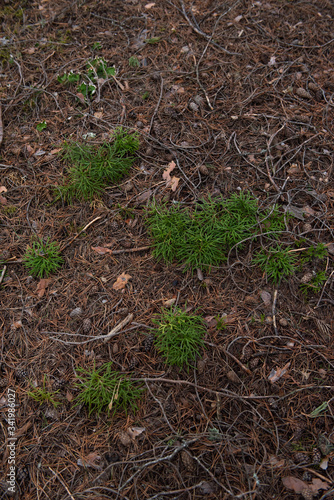 Wallpaper Mural Macrophotography. Moss and lichen. Torontodigital.ca