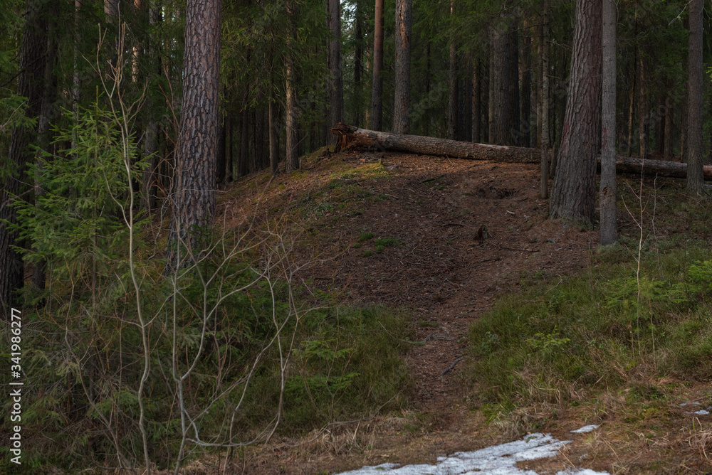 Felled rotten pine tree in the spring forest. Felled rotten pine tree in the spring forest.