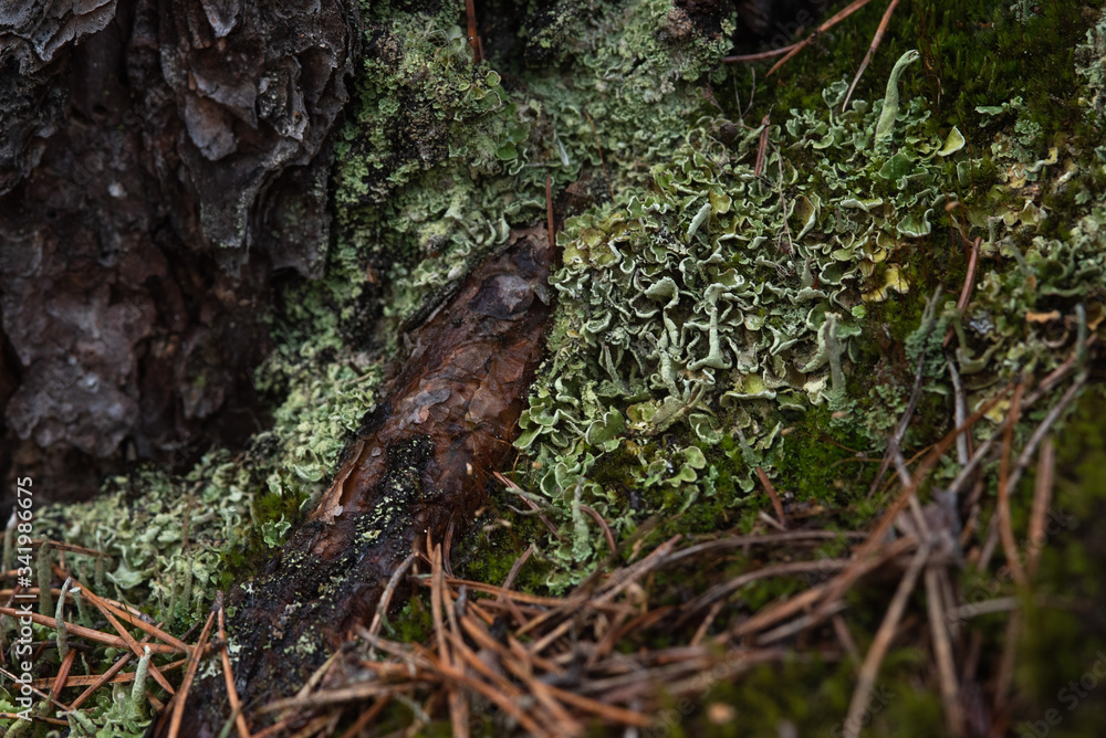 Macrophotography. Moss and lichen. Macrophotography. Moss and lichen.
