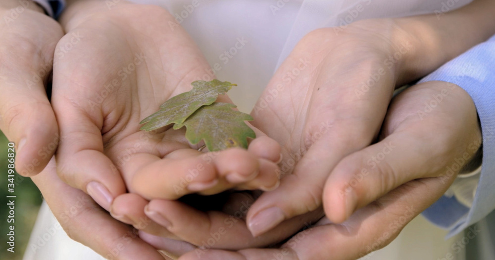 Oak sapling in hands. The leaves of rays of sunlight. Oak sapling in hands. The leaves of rays of sunlight.