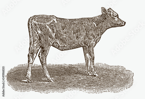 Calf of a historical dairy cow breed from the 19th century in side view