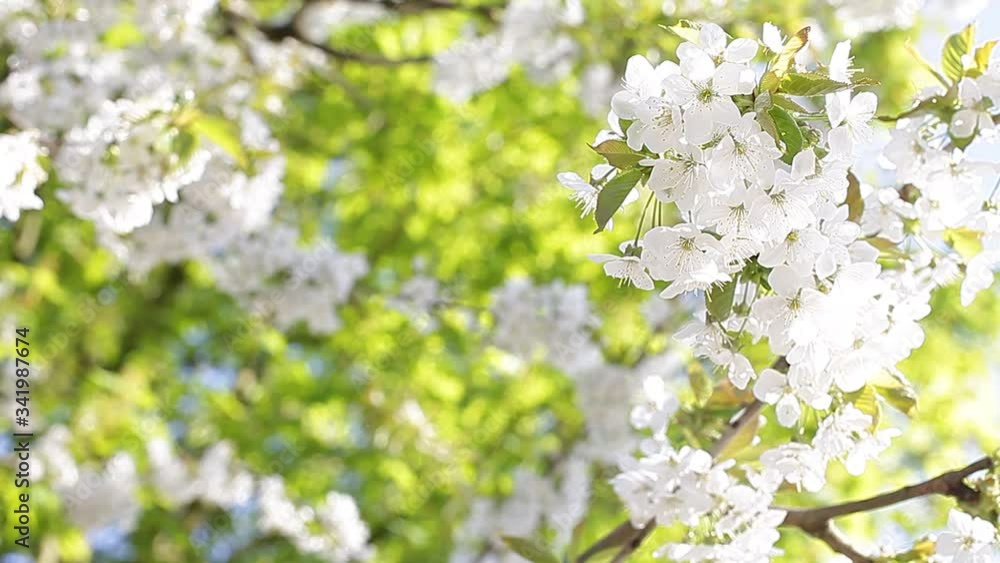 springtime springtime