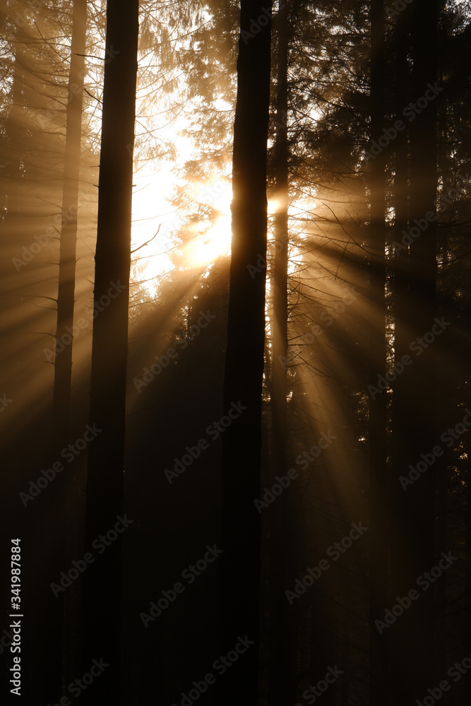 Light peaking through the forest trees