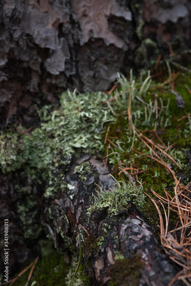 Macrophotography. Moss and lichen. Macrophotography. Moss and lichen.
