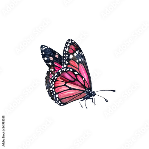 Watercolor monarch butterfly. Realistic pink insect painting isolated on white. Hand painted scientific illustrations. Detailed wings with black and white dots © Katerina Kolberg