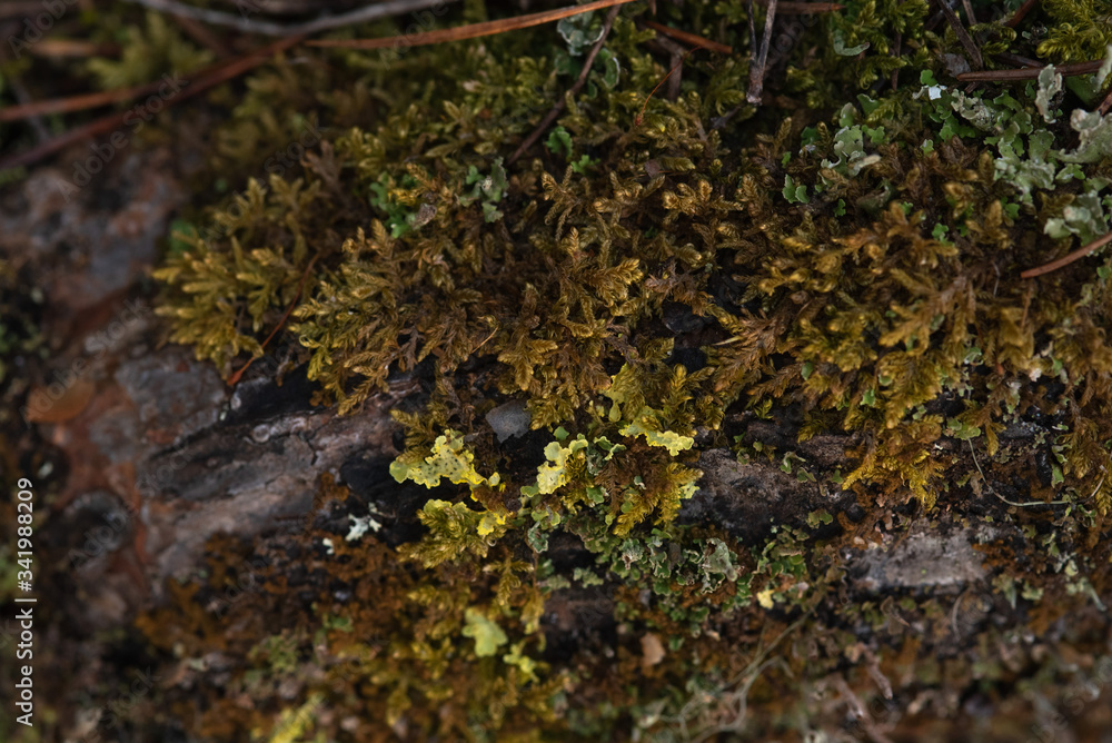 Macrophotography. Moss and lichen. Macrophotography. Moss and lichen.