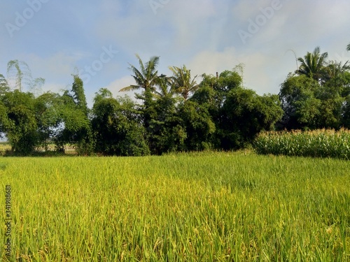 Beautiful view rice field with natural background