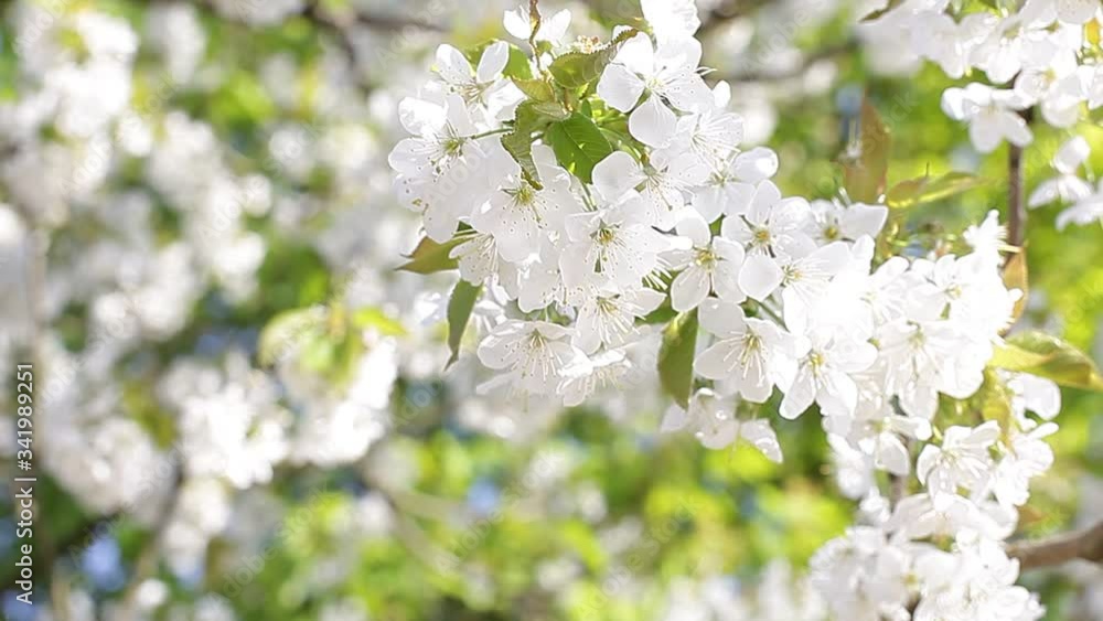 springtime springtime