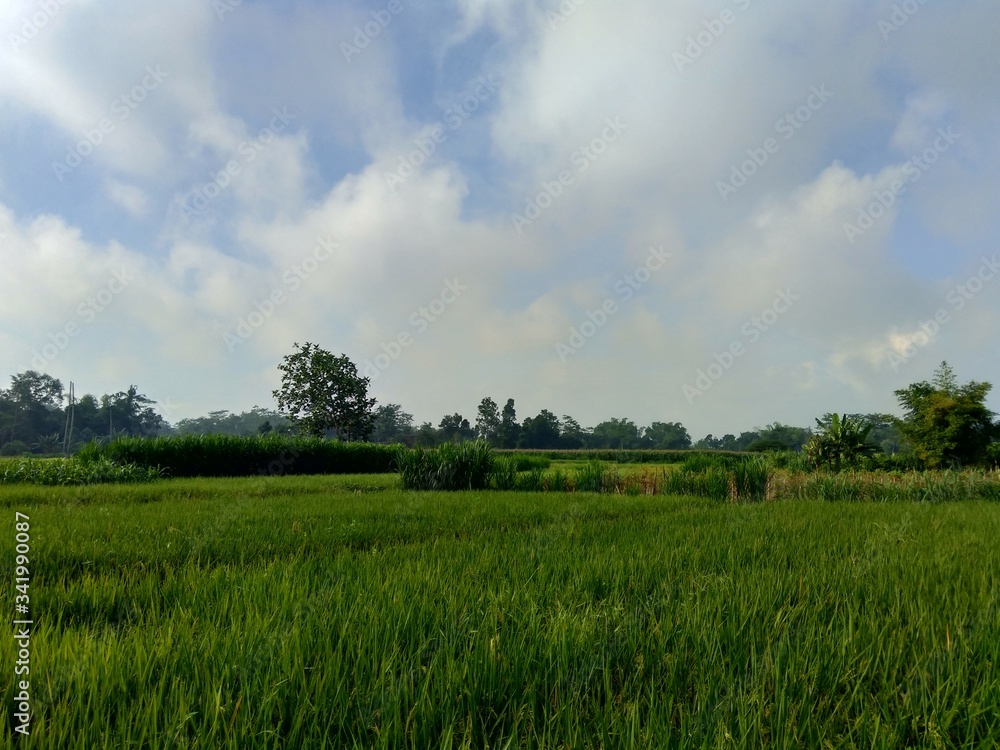 Beautiful view rice field with natural background
