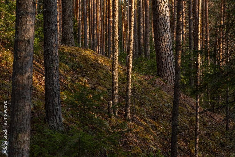 Spring forest at warm sunset.